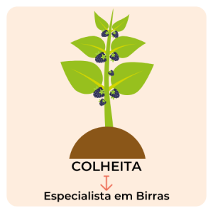 FASE DA COLHEITA - ESPECIALISTA EM BIRRAS